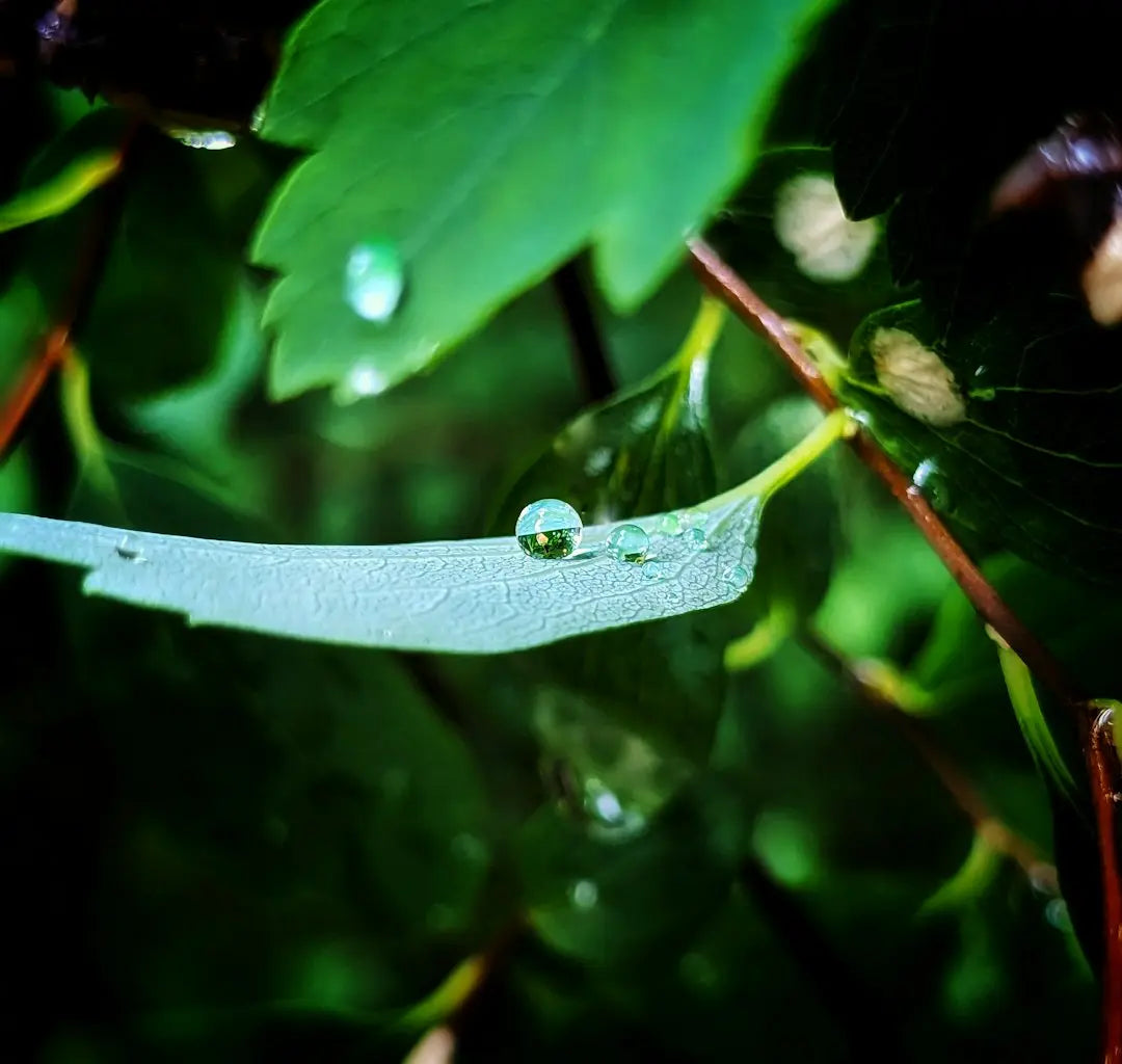 a green leaf with water droplets on it - Photo by Melina Wolters on Unsplash