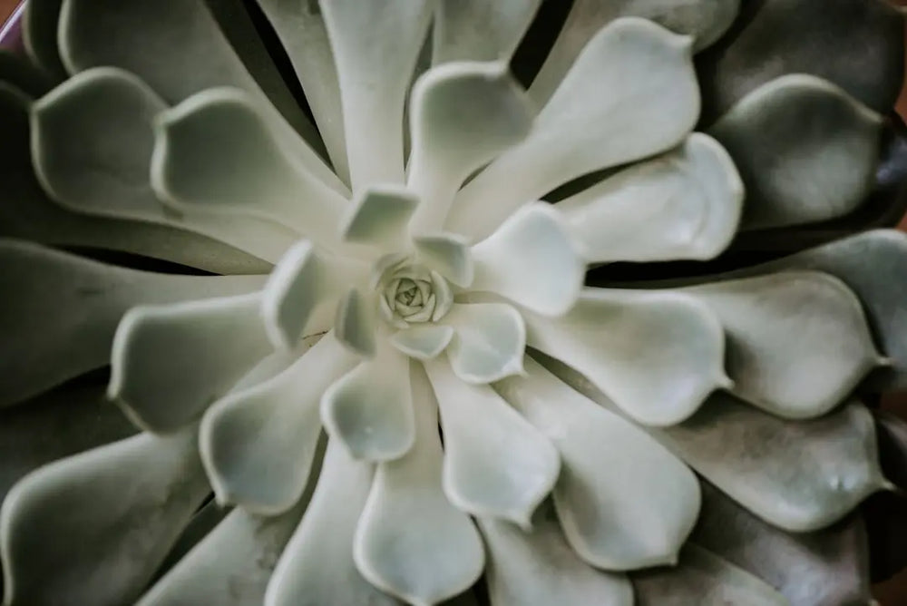 green succulent plant - Photo by Laura Patrick on Unsplash