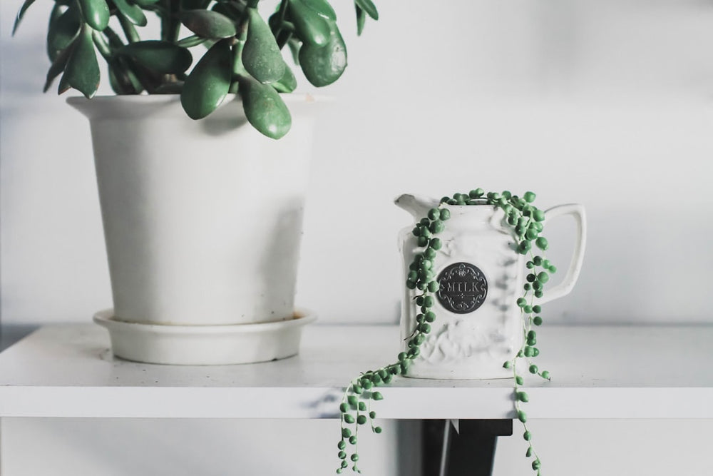 green-leafed plant on teapot vase - Photo by Kara Eads on Unsplash
