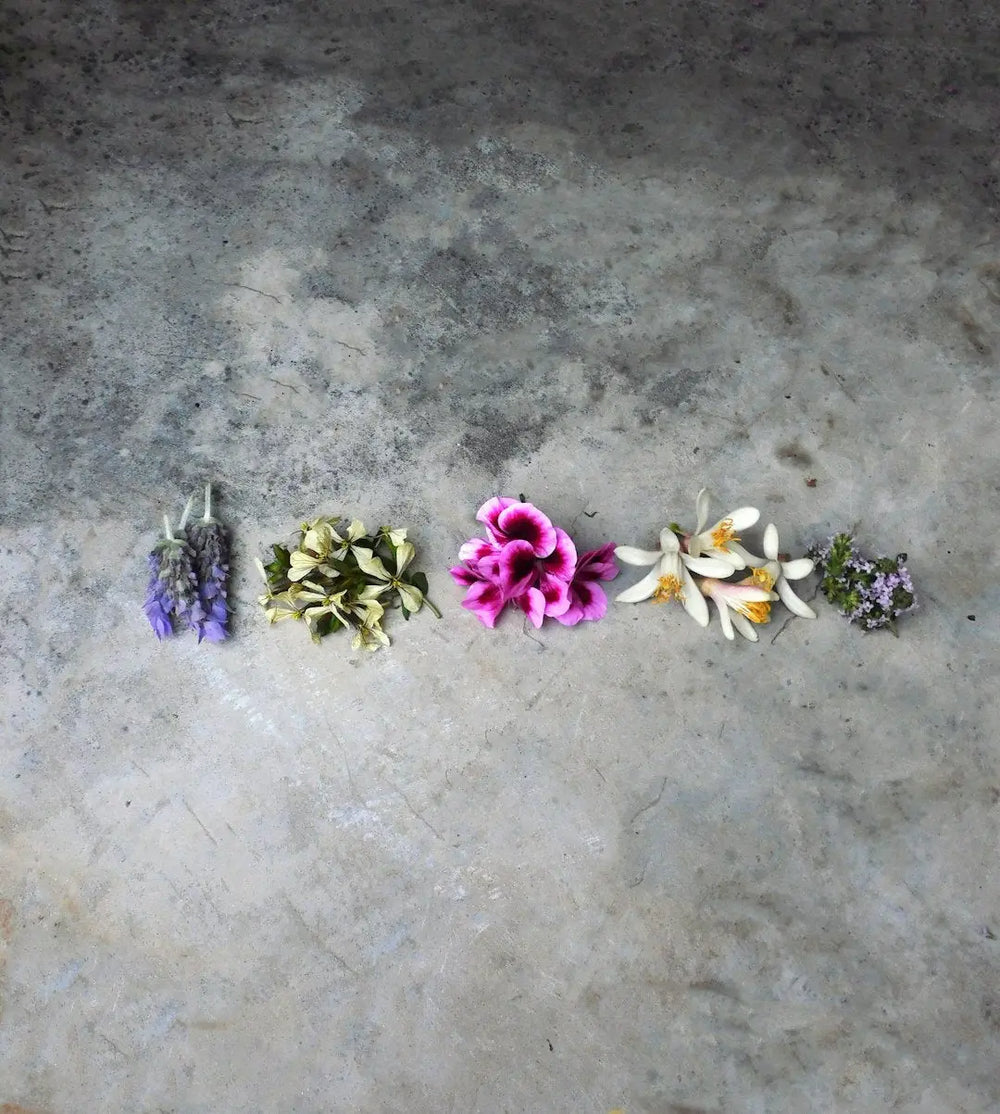 a group of flowers sitting on top of a cement floor - Photo by By Pils on Unsplash