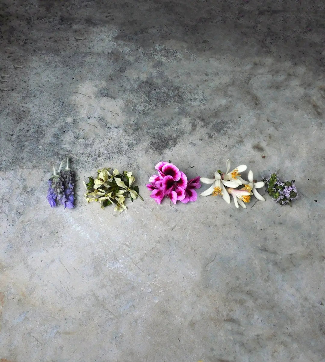 a group of flowers sitting on top of a cement floor - Photo by By Pils on Unsplash