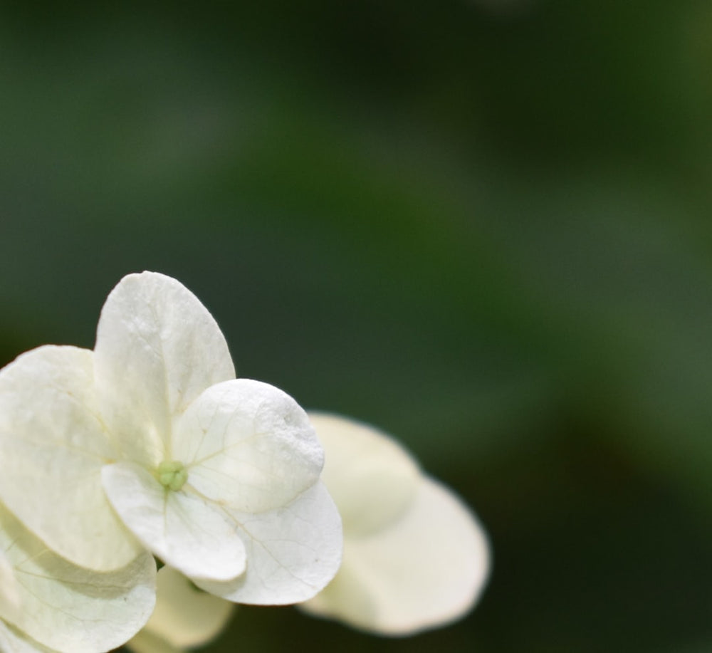 a close up of a white flower with a blurry background - Photo by Julie Blake Edison on Unsplash
